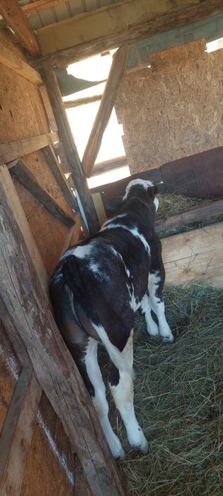 Vând vițel belgian