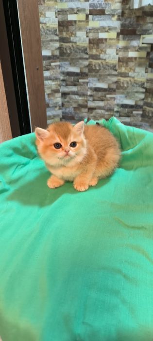 Британцы  полный пакет документов