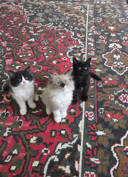 Очаровательные котята — домашние, ласковые и очень игривые.