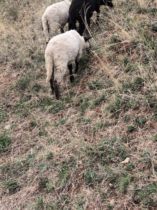 Vind trei mieluțe metis sufolk