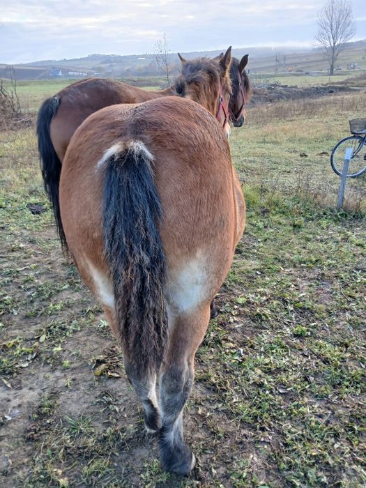 Vând manza de 6 luni