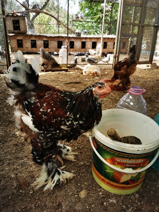 Porumbei voiajori standard și cocoși brahma de vânzare