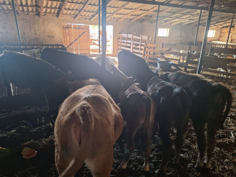 Vând 9 vițele, rasa mixta