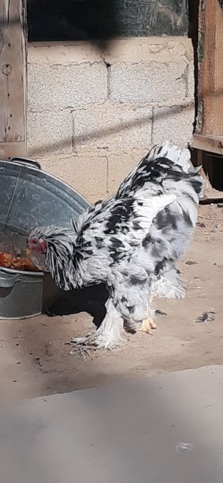 Mramor miramir mramr dalmantin  xoroz sotiladi hali qichqirmagan