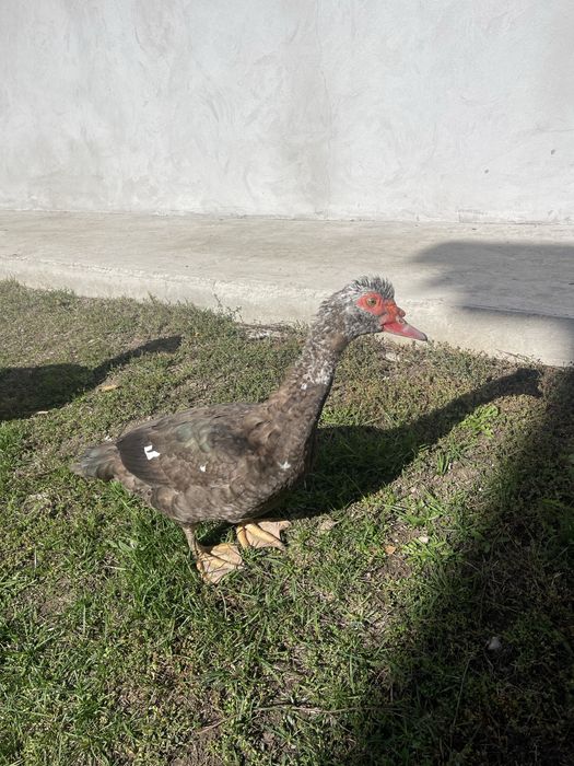 Vând rățoi lesești tineri