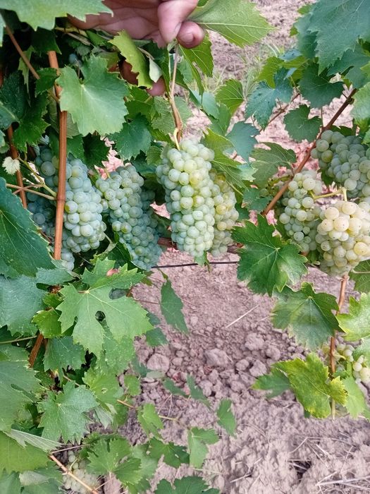 Vând struguri de vin