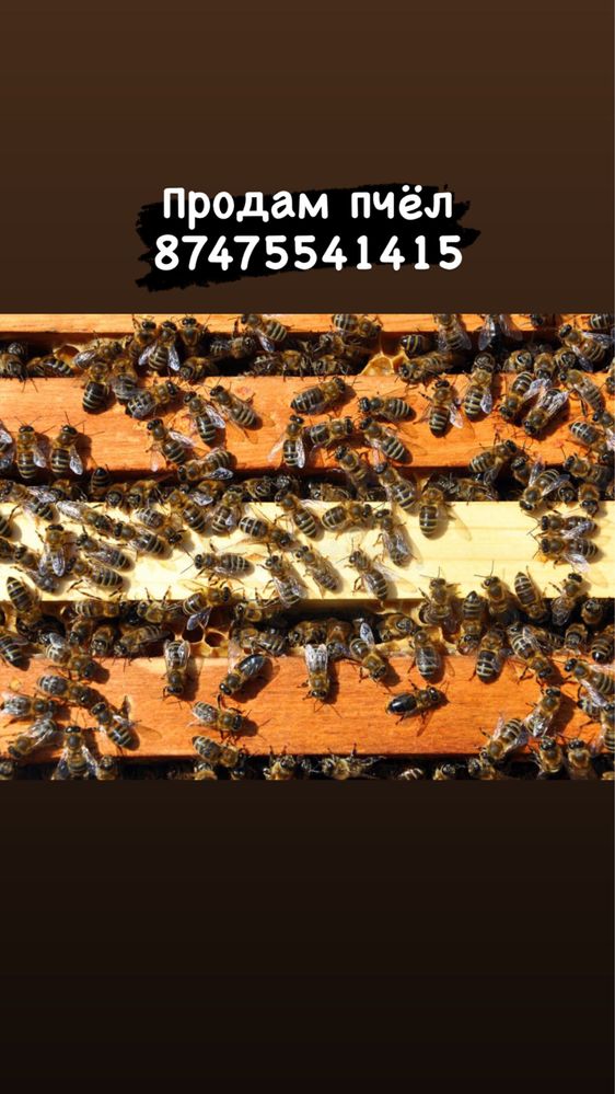 Продам пчёл карника