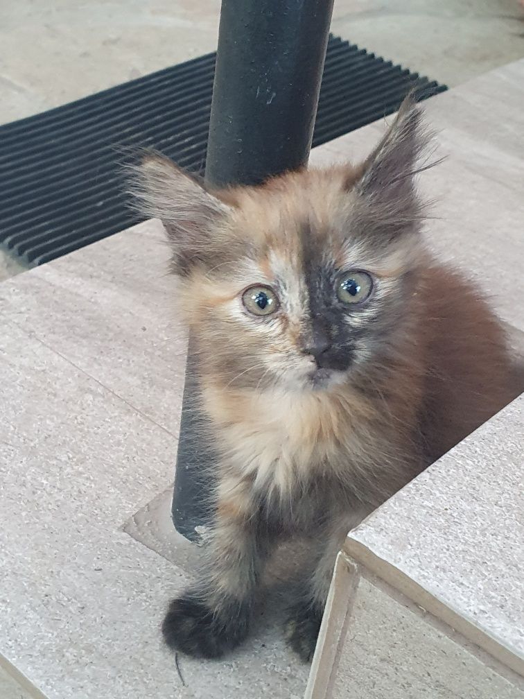 Подарявам коте .