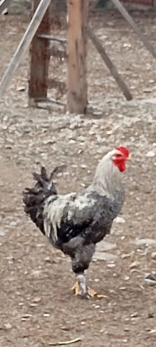 Cocoș Brahma,are 6 luni.