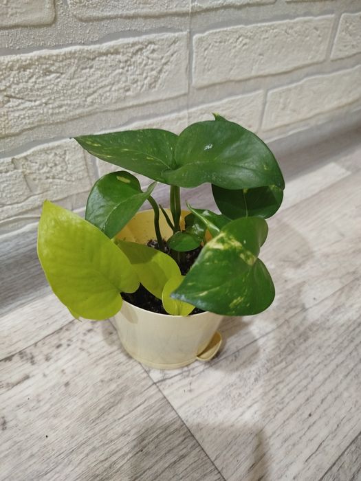 Продам эпипрениум неон и золотистый