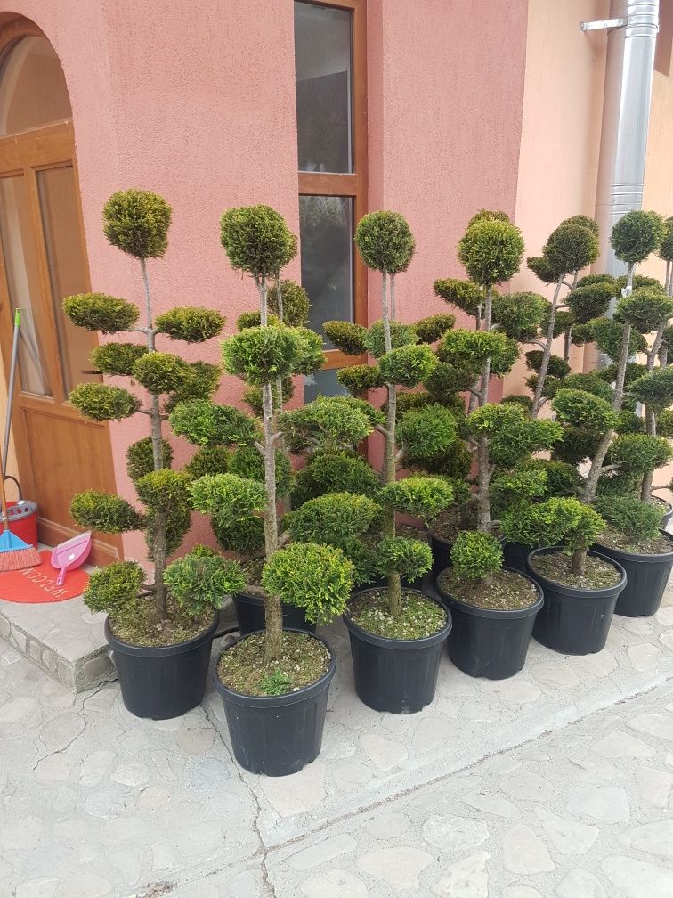 Tuia ornamentală si alte specii