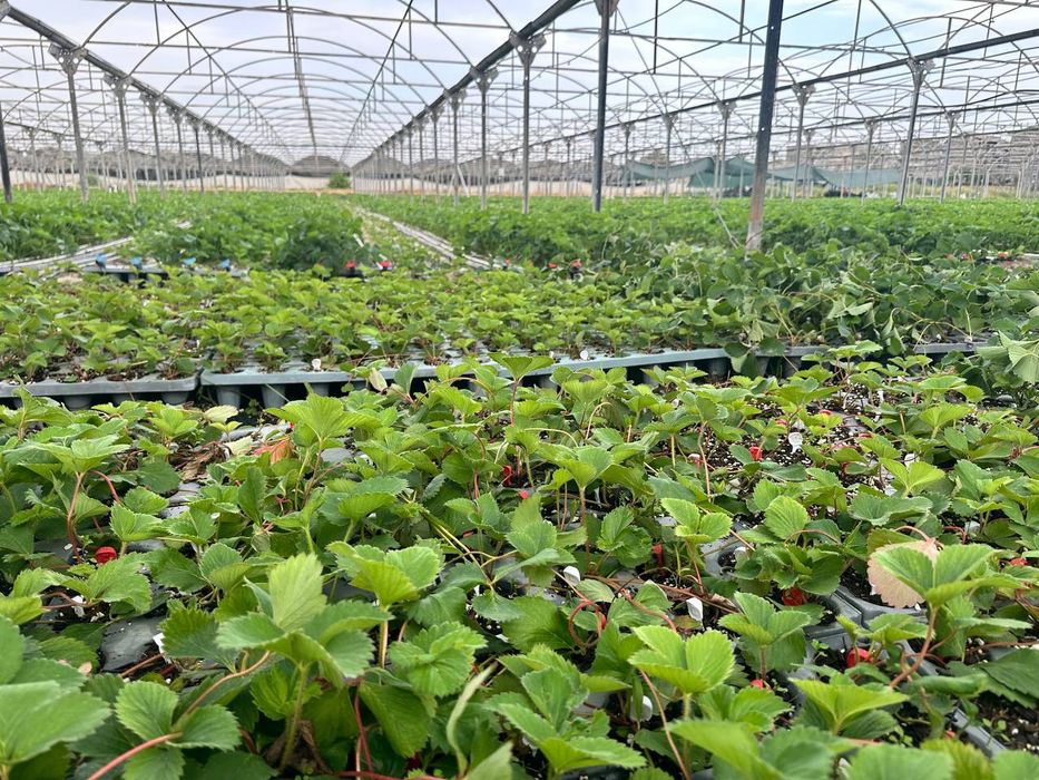 Парник  сотилади   заводской  70сотикники