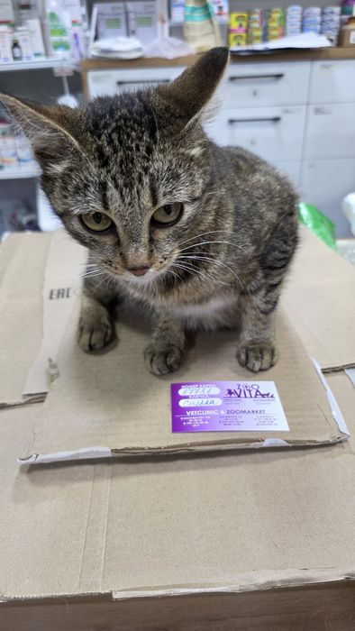 Кошечка Стелла бобтейл