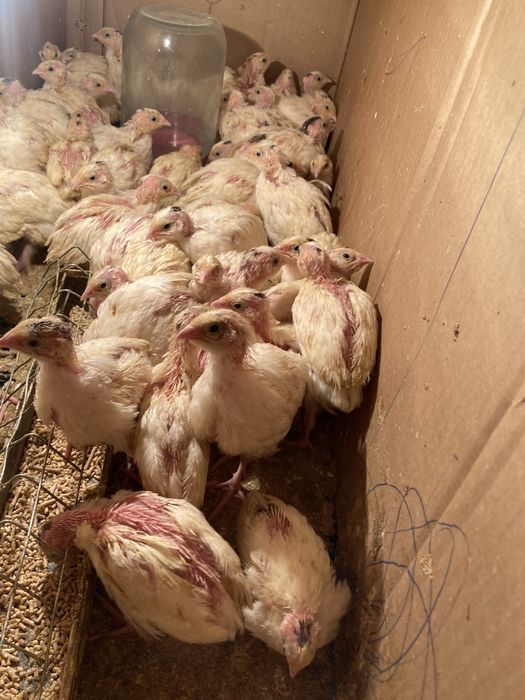 Белый гигант бедана, перепелка белый