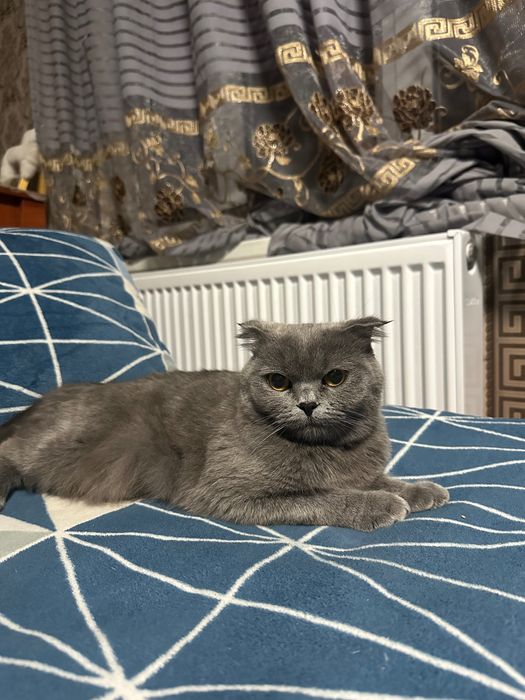 мушук сотилади 800 000