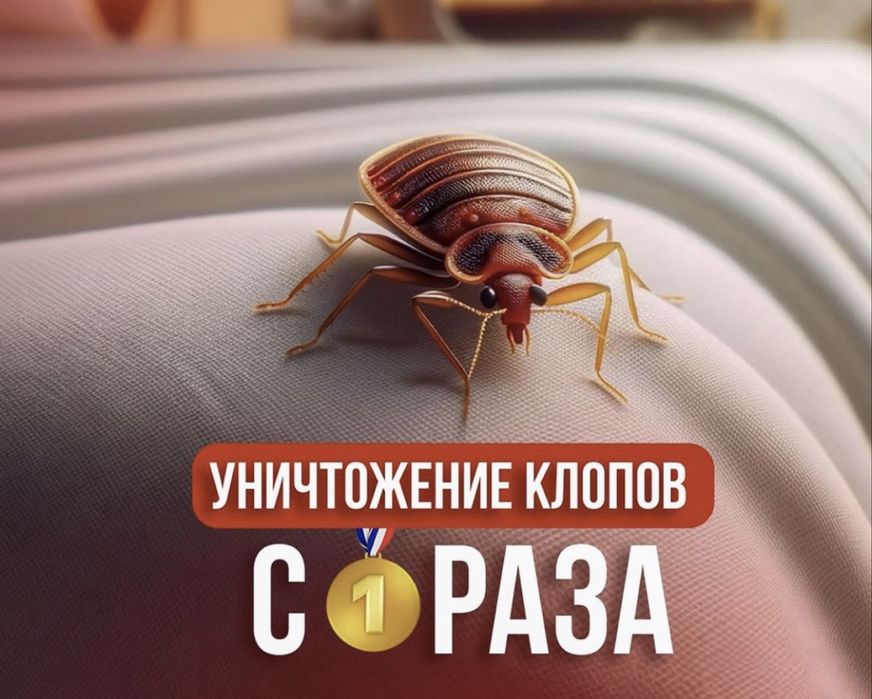 Chistodez.uz — Профессиональная дезинсекция  дезинфекция в Узбекистане