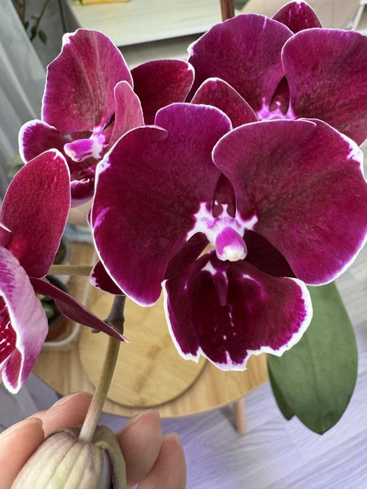 Орхидея  Блек Марбел(вариант цветения)