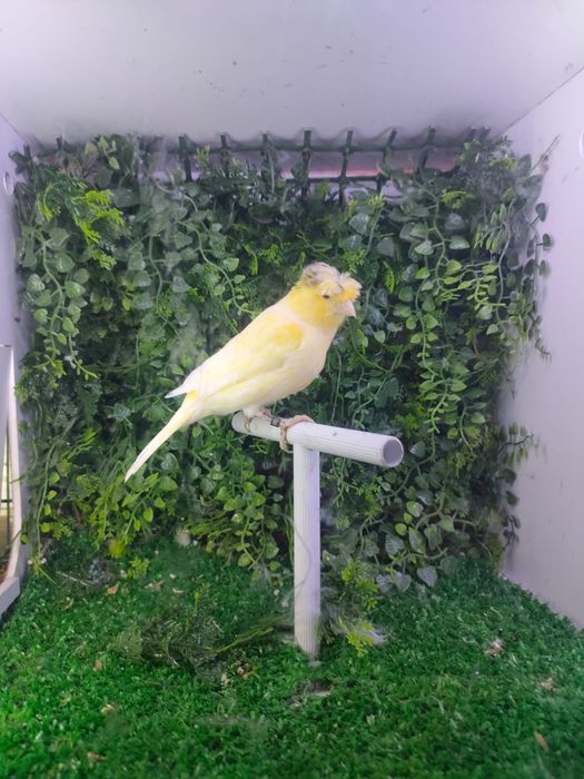 Diferite specii papagali și canari