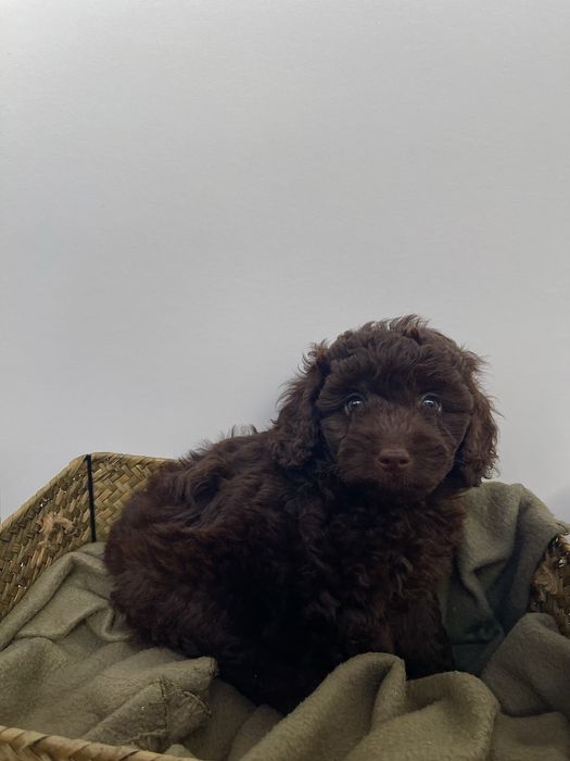 Мини пудели - цвят шоколад