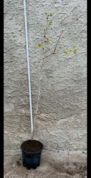 Разнообразие от цветя