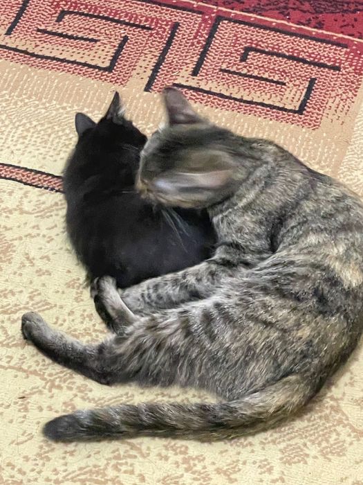 Котёнок, отдаем даром