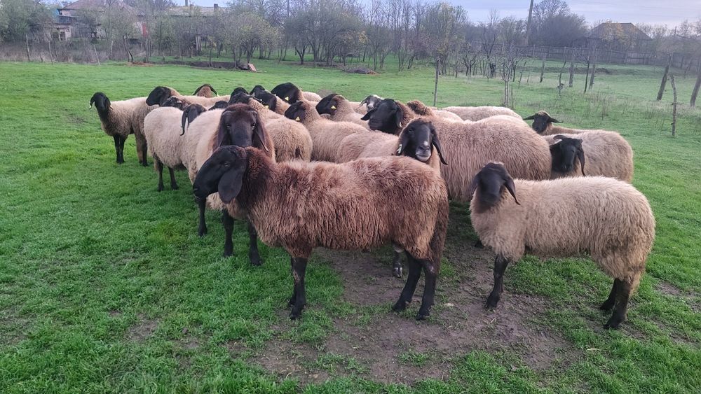 Vând 2 berbeci carabase