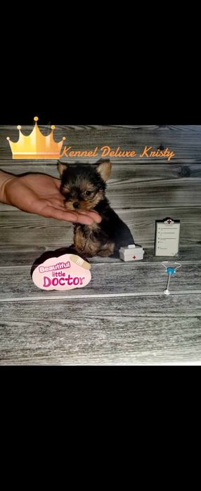 Йоркширски териер мини ЖЕНСКИ