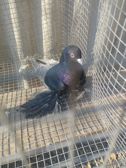 Продам самца молодои перспективны от хороших голубеи родители игровые