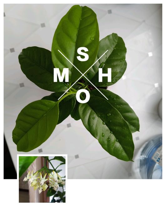 Имеется в продаже Хойя Multiflora