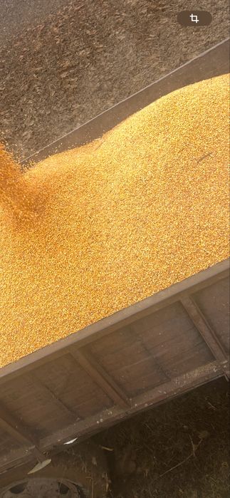 Vand porumb boabe anul 2025