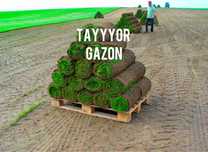 Tayyor gazon sotamiz o’rnatibxam beramiz | газон екиш