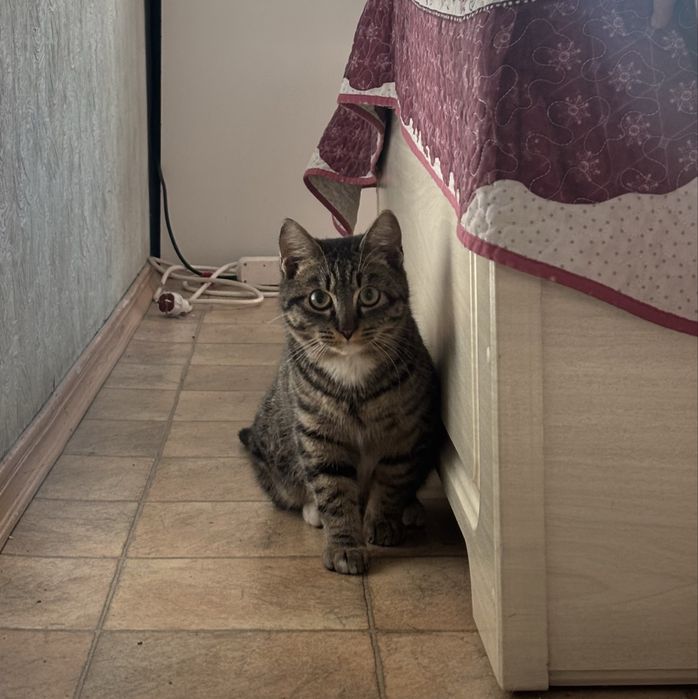 Найден кот, отдам в хорошие руки