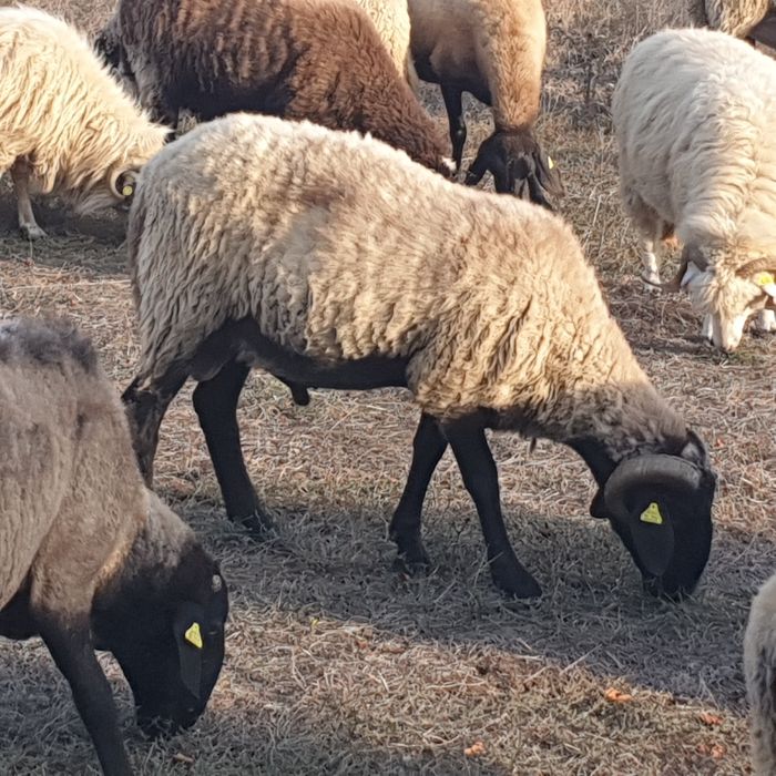 Oi carabase sănătoase de talie mare