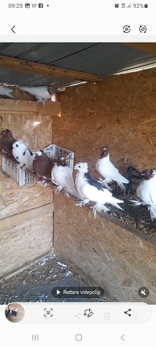 Jucatori de Botoșani