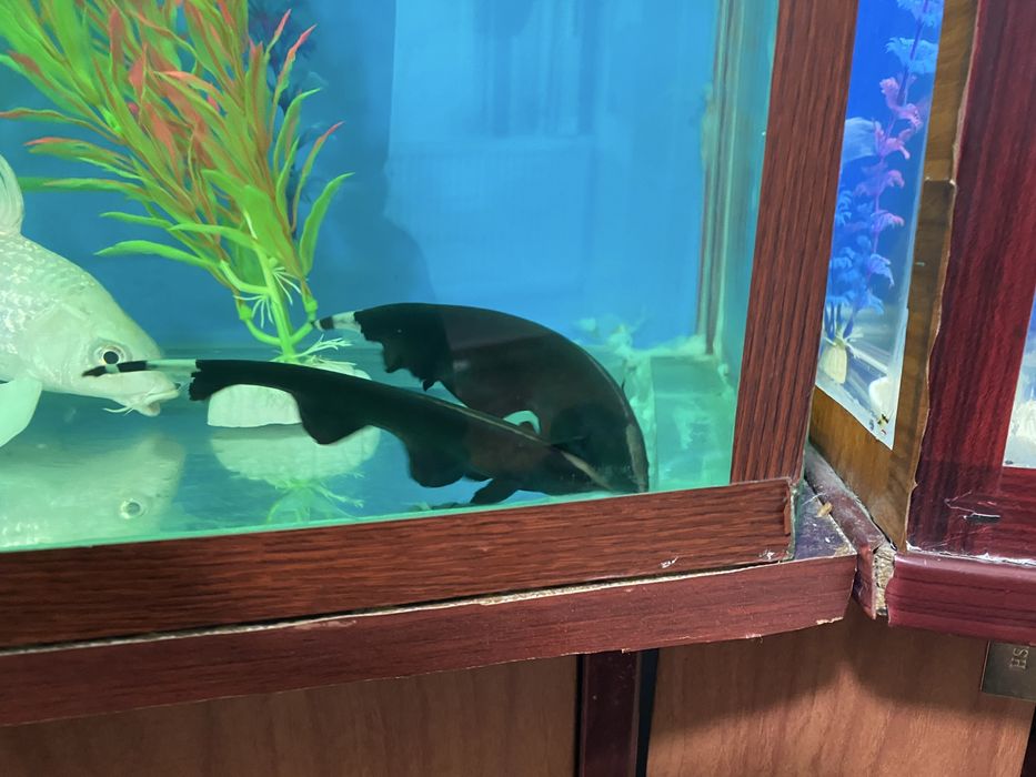 Sotiladi 250 mindan donasi