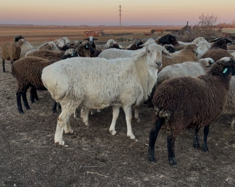 Обмен или продам