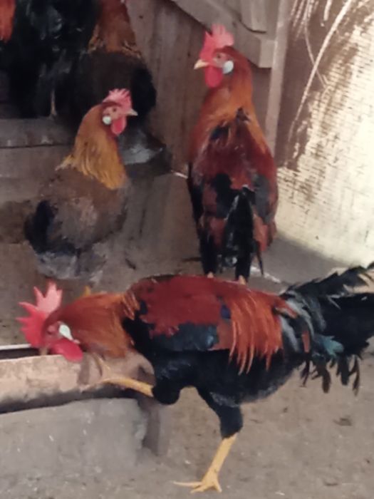 De vînzare cocoși de găini italiadultene