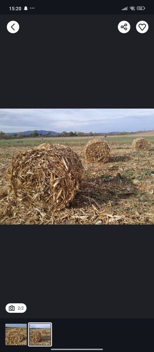 Vând baloți de cocatira tlei