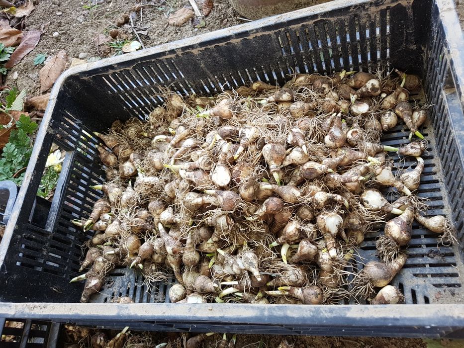 Bulbi narcise albe(stelute)