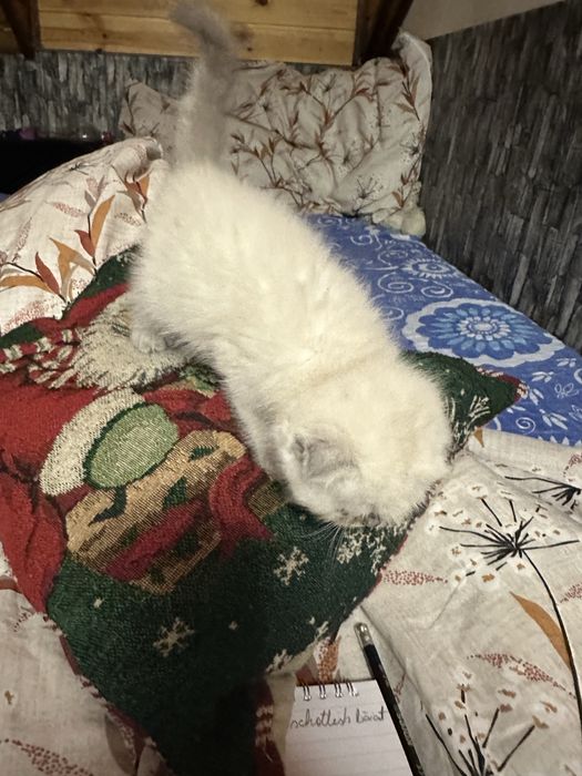 Scottish colorpoint motanel