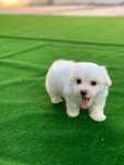 Bichon maltez mini toy