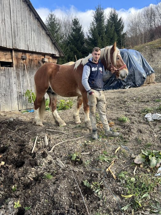 Vând armasar de 3 anii