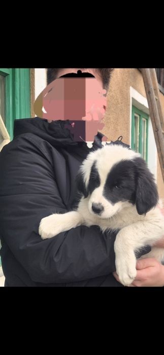 Donez pui de  caine 6  suflete