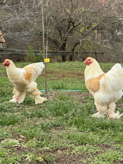 Cocoși Brahma Lemon 2025 rasă pură