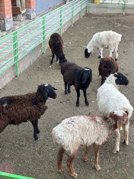 Токтылар сатылады