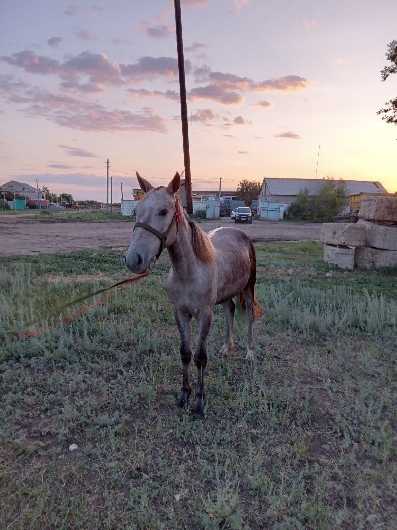 Продам жеребца или обмен