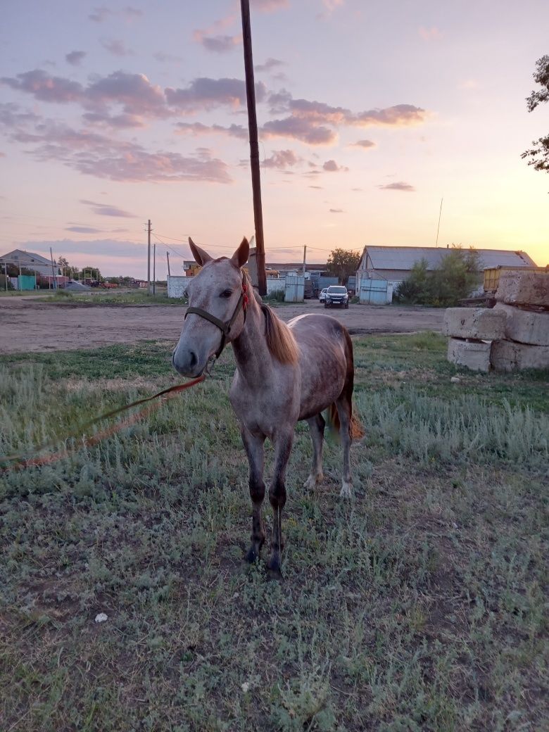 Продам жеребца или обмен