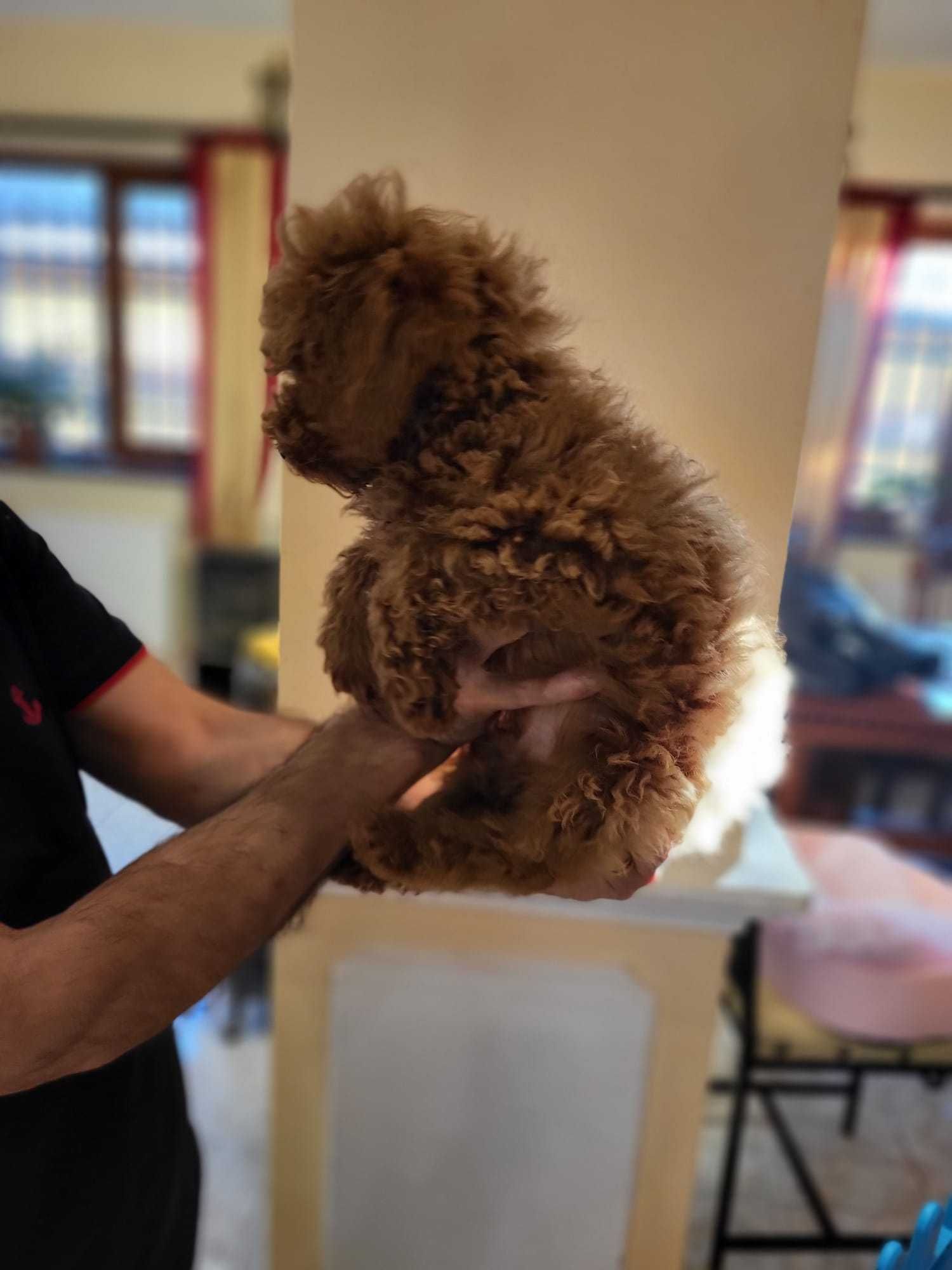Caniche Toy Roscat mascul