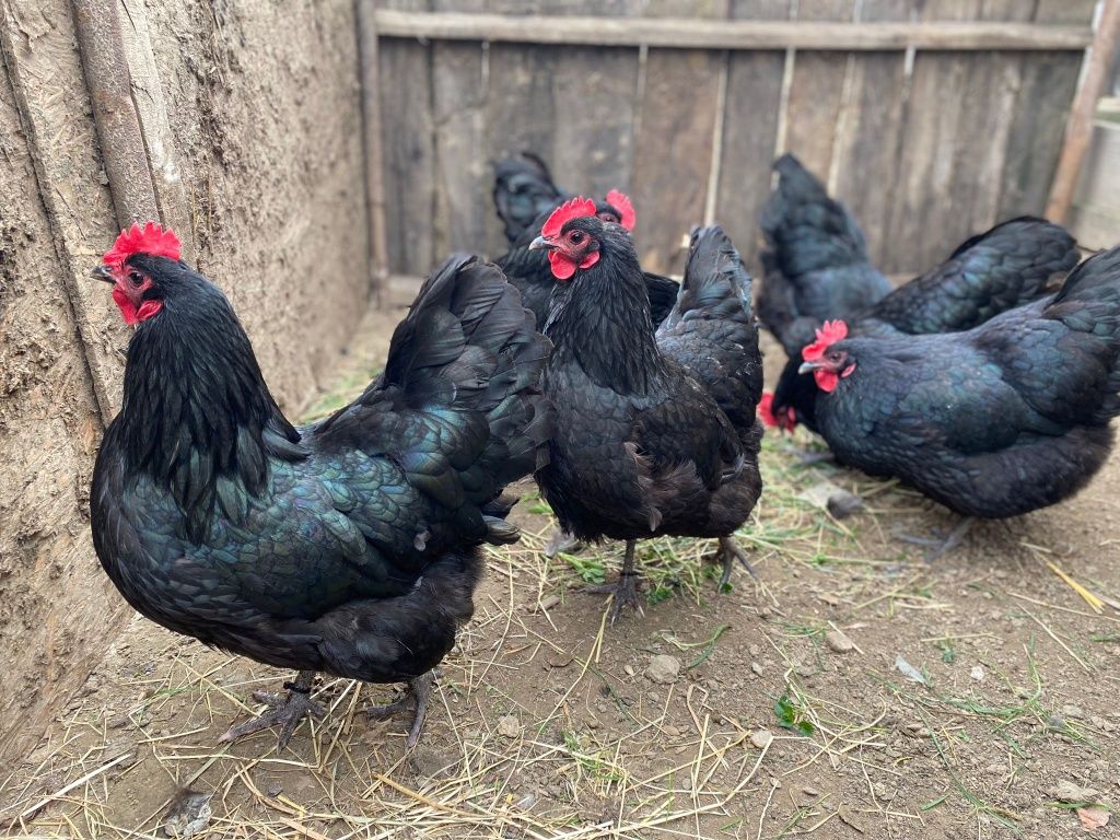 Gaini australorp