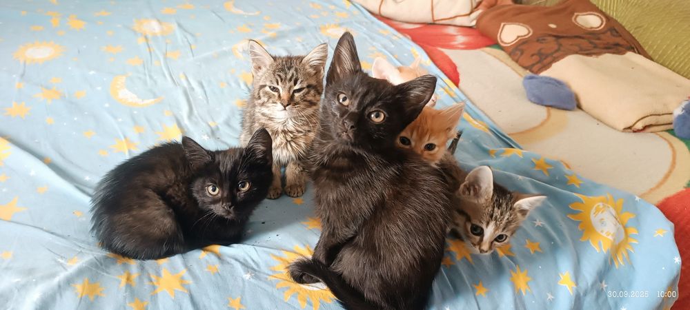 Отдам котят в хорошие руки
